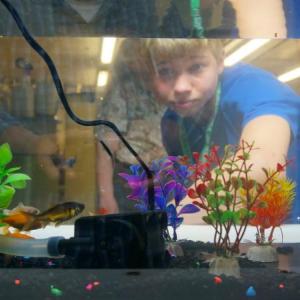 Cameron Snowdeal, of Franklin, inspects his aquaponics tank as a member of the Exploring Aquaponics 4-H program in 2018. (Photo courtesy University of Maine Cooperative Extension)