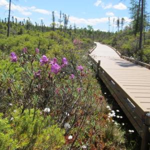 The forested trail opens up to the bog surrounded by scrubland and evergreens. Photo by Kay Stephens