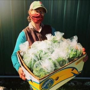A volunteer distributes surplus greens grown by a local farm to a Waldo County food pantry as part of Waldo County Bounty's Gleaning program. (Photo by Veggies for All)