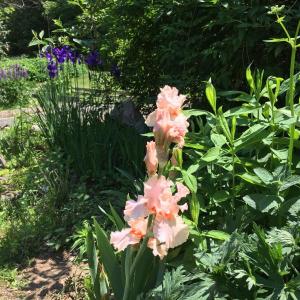 iris