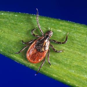 A female black-legged tick, also known as a deer tick, Ixodes scapularis. (File photo/Courtesy Friends of Maine Coastal Islands NWR)