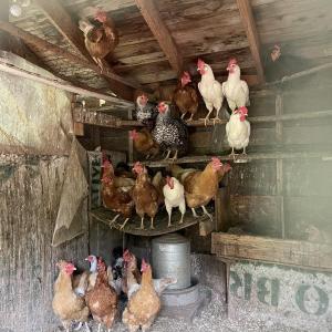 A flock of freaked-out hens. Must have been the excavator operating outside their coop.
Photos by Tracee O’Brien hens