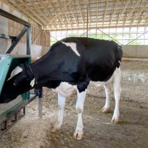 A cow at Wolfe's Neck Center for Agriculture & the Environment in Freeport, Maine, eats out of a special feeder designed to measure methane, a potent greenhouse gas. A new $5 million grant will support Bigelow Laboratory scientists’ research to reduce these emissions from cattle using an algae-based feed supplement. Courtesy of Bigelow Laboratory for Ocean Sciences