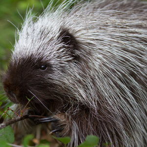 Porcupine. (Photo courtesy In Defense of Animals)
