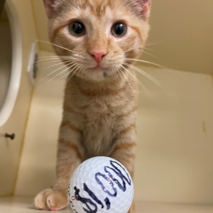 PAWS kitten with golf ball representing $1,000 prize
