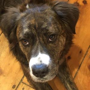 The bewildered look of a drugged dog, wondering why he can’t jump up and chase a ball this morning.
photo by Tracee O’Brien some dog