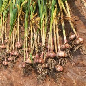 garlic