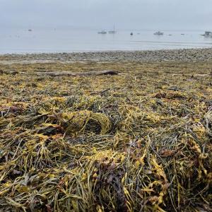 Lincolnville Beach was covered with deep drifts of seaweed Monday morning. Though the sea was calmer than expected, Tropical Storm Henri must have caused a ruckus deep down to bring up so much seaweed.
photo by Tracee O’Brien seaweed