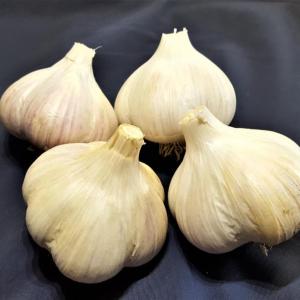 (Photo courtesy University of Maine Cooperative Extension)