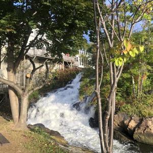 Branches were sawed off and trees and bushes cut at a small part of the Public Landing in Camden on or around Sept. 28. (Photo by Lynda Clancy)