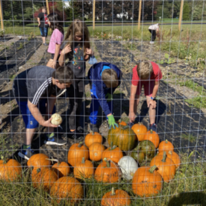 harvest
