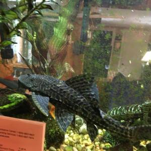 fish