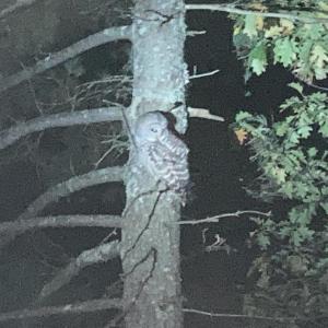 While there were few animals that the firefighters and the hikers noticed in the woods Oct. 18, Wade Smith did see this owl, which was watching the humans. (Photo courtesy Wade Smith)