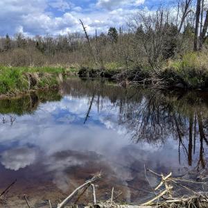 The parcel protects wetlands and over 700 feet of frontage along the Goose River, storing carbon and providing flood control and habitat for wildlife. (Photo courtesy Midcoast Conservancy)