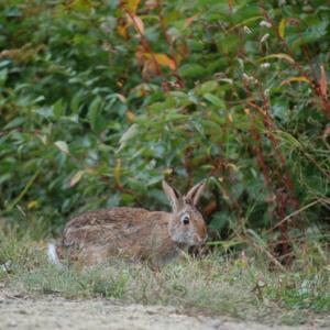 New England cottontail. (Photo by Wells Reserve at Laudholm)