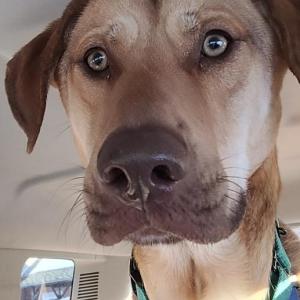 Charlie Brown is waiting for a home. Photo courtesy Diane Sturgeon
