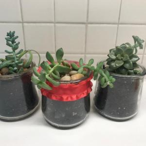 Succulents potted and sold by Jan Conrad, of Camden, to benefit MCH Meals on Wheels. (Photo courtesy MCH Meals on Wheels)