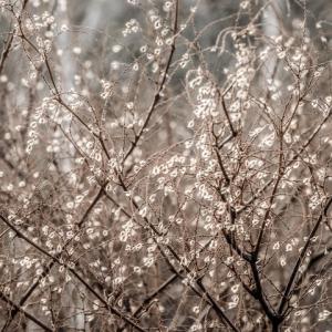 "Wonder" by Vera Morrison. (Photo courtesy University of Maine Hutchinson Center)