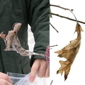 Webs can look like fist-sized clumps of leaves tied together tightly with silk, or like single leaves hanging onto twigs. (Photo courtesy Maine Forest Service)