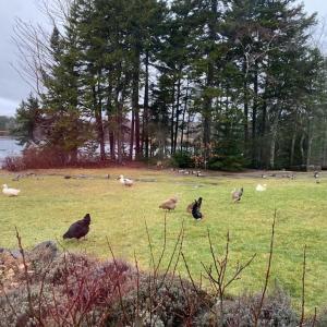 This the yard of Charly Haversat, where her domesticated chickens and ducks, some of whom she had – and considered as pets – were more than 7 years old. They have all been euthanized due to the possible spread of Avian flu through the domesticated flock. That threat arrived on wild ducks and geese that also landed at her salt pond, on the Atlantic flyway. (Photo by Kelsey Matheson)