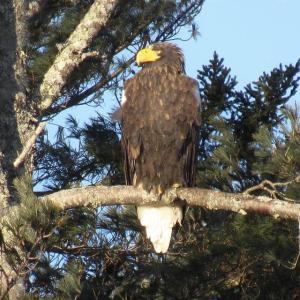 Steller’s sea eagle. Kevin Shea photo