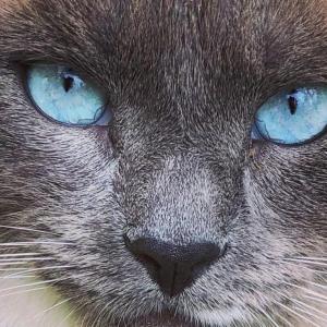 Image courtesy of Brooke Chase and Pope Memorial Humane Society.