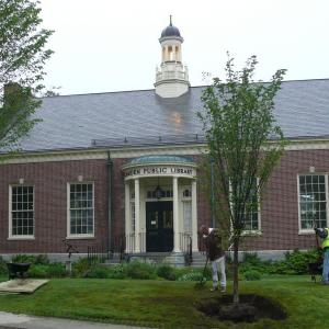 A Princeton Elm planted at the Camden Public Library in 2015 as part of the Camden Shade Tree Program. (Photo courtesy Camden Garden Club)