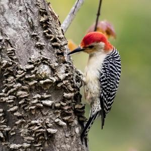 Red Bellied Woodpecker. (Photo by Marc Ouellette)