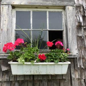 Geraniums, a ritual of spring.