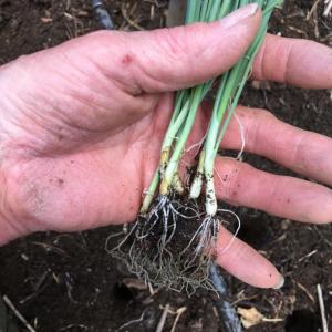 seedlings