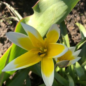 Spring has arrived! (Photo by Carolyn Kanicki)