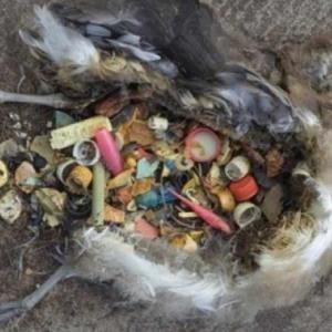 This image found on the internet is only one of many to be seen there. Hopefully, our own plastic beach pollution isn’t this bad, but any plastic refuse is bad for any seabird anywhere. bird