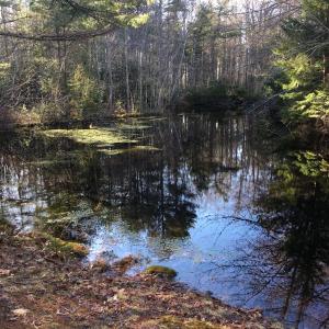 This vernal pool just steps away from Ducktrap road must be teeming with frog eggs, baby salamanders, and assorted larvae bursting with spring feelings
photo by Diane O’Brien vernal pool