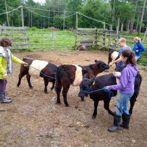Participants in the Farm Hands program practice leading calves at Aldermere Farm. (Photo by Joelle Albury)