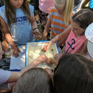 40 Days of Summer kids gather around a tide pool exhibit with sea urchins and crabs from Chewonki Foundation in 2018. (Photo courtesy Thomaston Public Library)