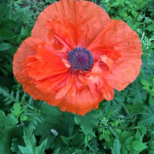 poppy
