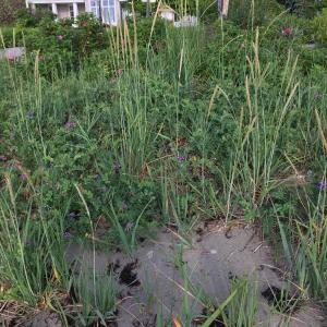 dune grass
