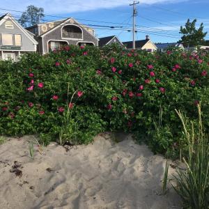 rugosa