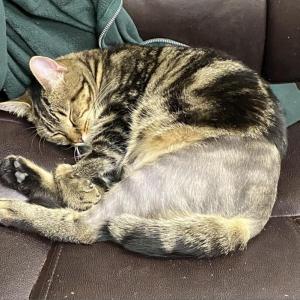Huggie. (Photo courtesy Pope Memorial Humane Society)