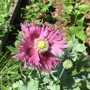 poppy