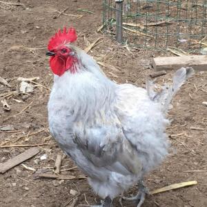 lennie