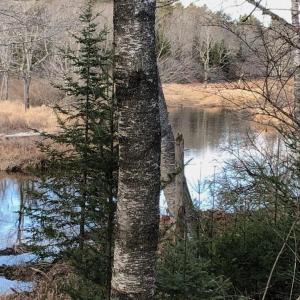 Thomaston woods (photo courtesy Georges River Land Trust)
