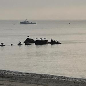 The view from Lincolnville Beach on a foggy morning last week. (Photo by Diane O’Brien)