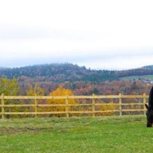 Photo courtesy Northeast Equine Sanctuary