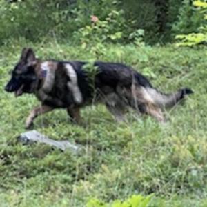 Ragnar the Shepherd has gone missing in West Rockport and needs to come home.