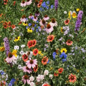 Northeast wildflowers. (Photo courtesy Knox-Lincoln Soil & Water Conservation District)