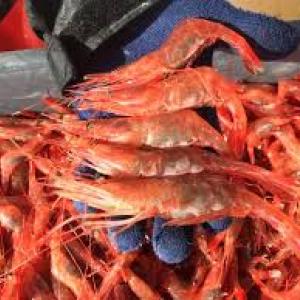 Bay of Fundy Shrimp are on the way to Brady’s Friday night!!! All you can eat, Maine Shrimp