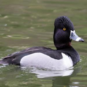 #bird-column, #Jeff and Allison Wells, #boothbay register, #ring-necked ducks, #kennebec river, #climate change
