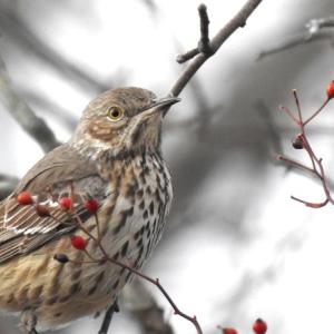 #bird-column, #Jeff and Allison Wells, #birds, #boothbay register, #maine, #sage thrasher, 