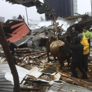 Galaxy is pulled from the ruble of a collapsed barn thanks to volunteer assistance by Jake Barbour Inc. (Photo from the Green Meadow Farm Facebook page, used with permission)